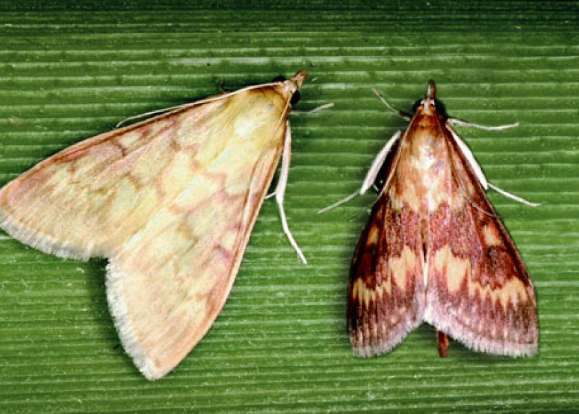 6 Moth Species You Need to Know About Ag